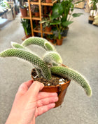 Holders Colademonis/Monkey Tail Cactus