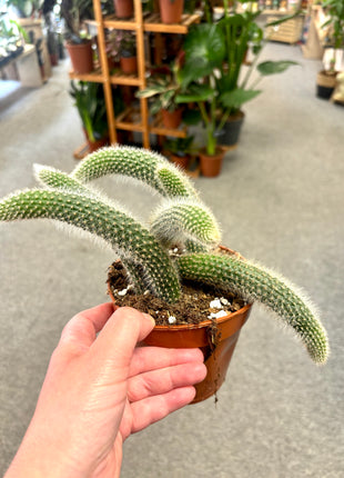 Holders Colademonis/Monkey Tail Cactus
