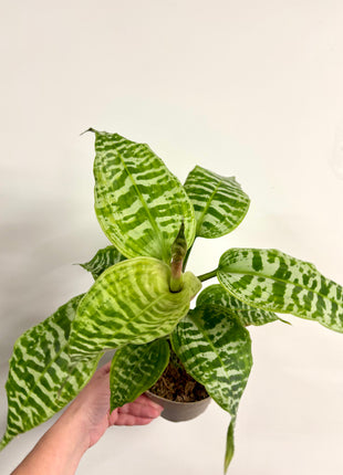 Dracaena Goldieana