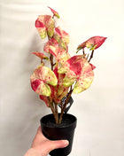 Faux Caladium