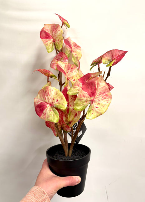 Faux Caladium