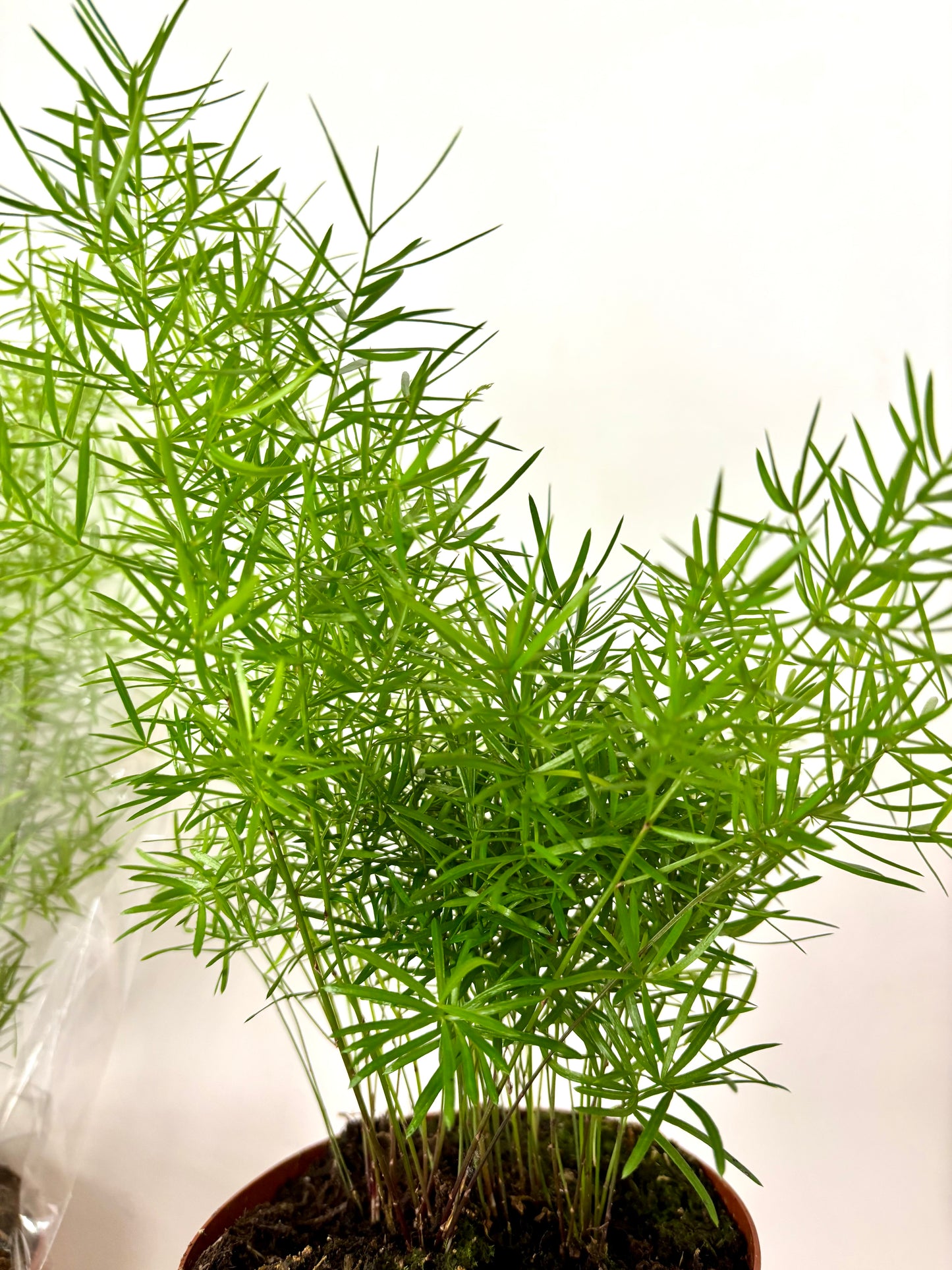 Asparagus Sprengeri Fern