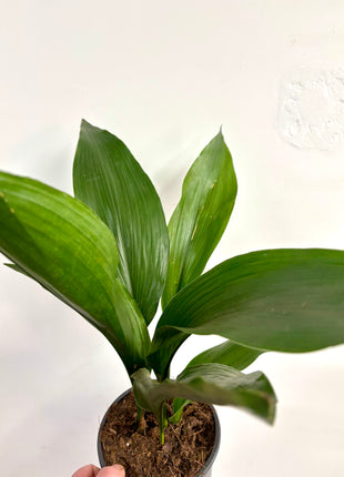 Aspidistra Elatior