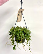 Peperomia Prostrata/ string of turtles