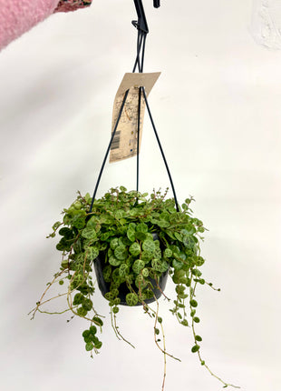 Peperomia Prostrata/ string of turtles