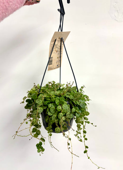 Peperomia Prostrata/ string of turtles