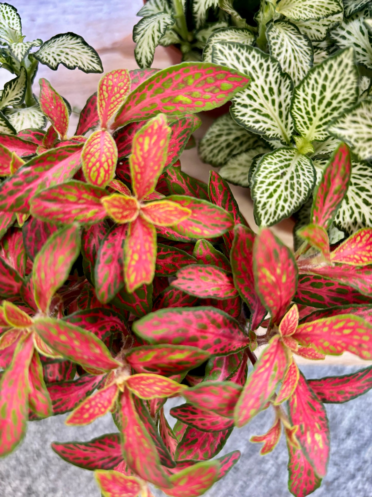 Fittonia