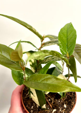 Ficus Sagittata Pink Variegata