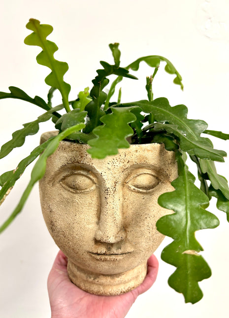 Rustic face planter