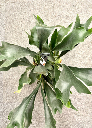 Platycerum Bifurcatum / Stag horn fern