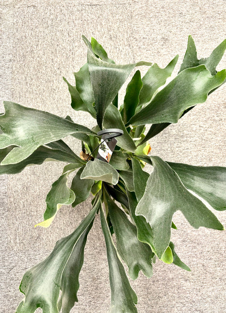 Platycerum Bifurcatum / Stag horn fern