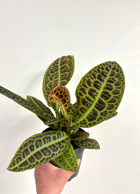 Lubisia Obtusifolia Kura Kura / Turtle back