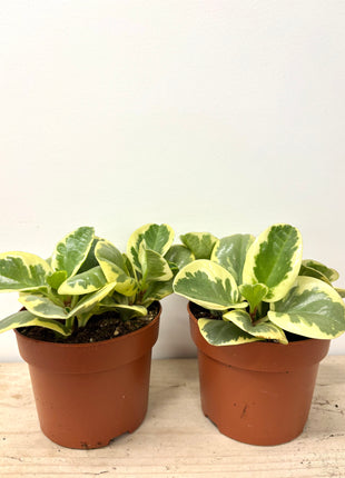 Peperomia Variegata