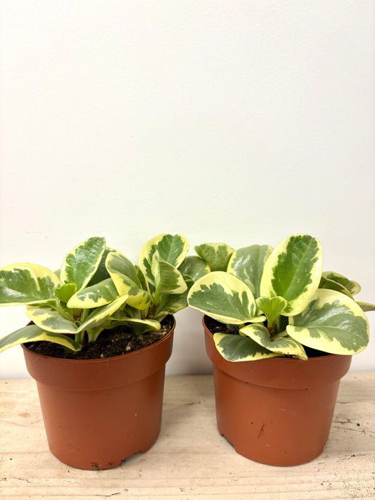 Peperomia Variegata