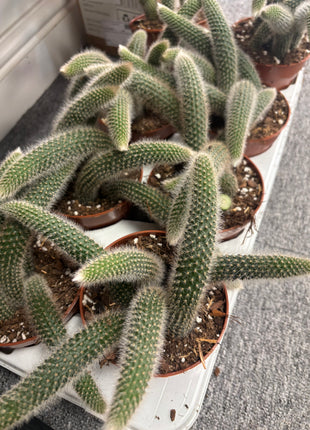 Holders Colademonis/Monkey Tail Cactus