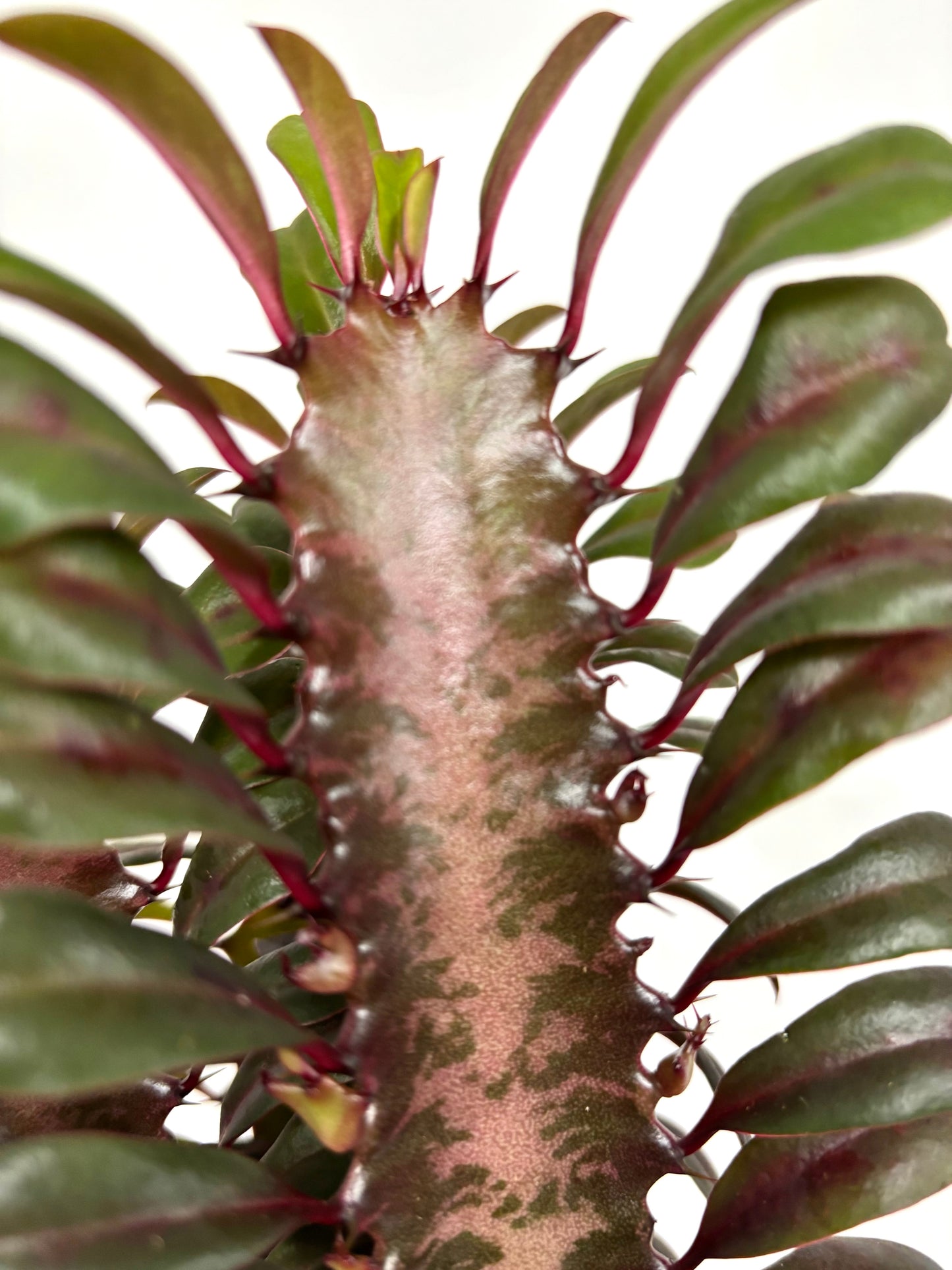 Euphorbia Trigona Ruba