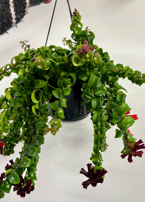 Aeschynanthus Bluster