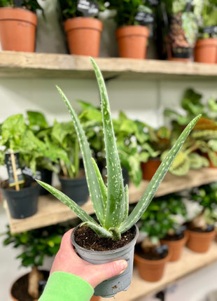 Aloe Vera