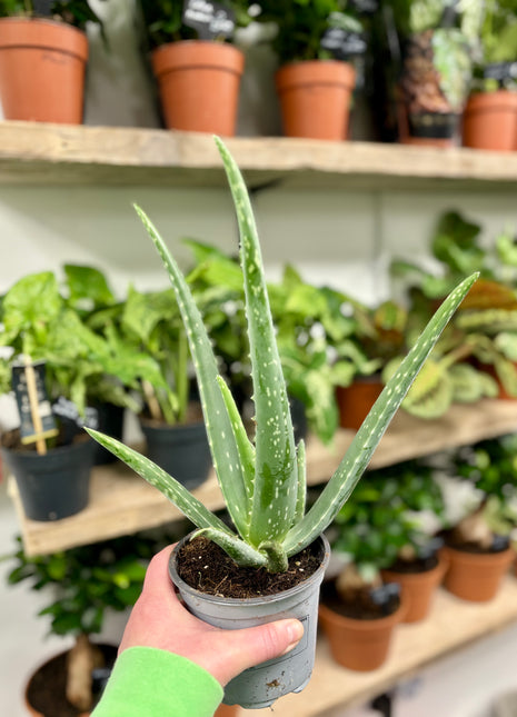 Aloe Vera