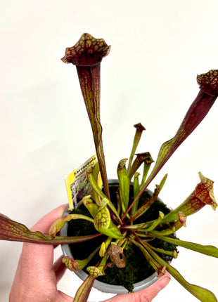 Sarracenia Flytrap - Pitcher plant