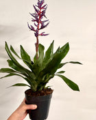 Aechmea Blue Rain