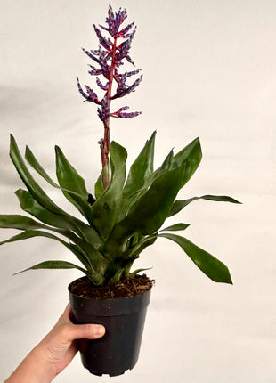 Aechmea Blue Rain