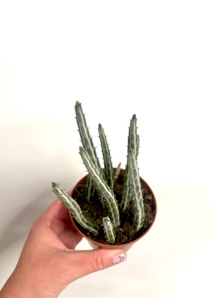 Senecio Stapeliformis
