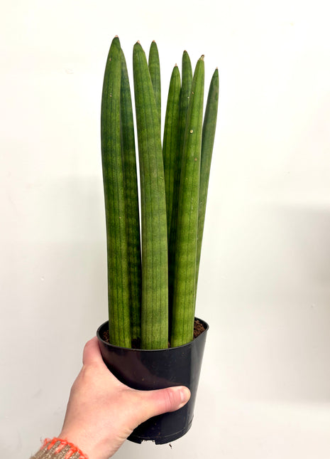 Sansevieria Cylindrica