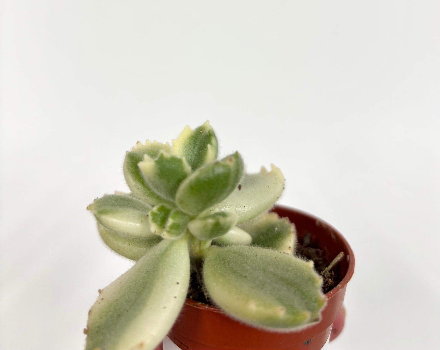 Cotyledon Ladismithiensis