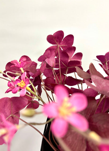 Faux Oxalis