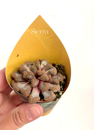 Lithops/Baby Toes/Succulents