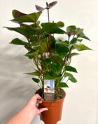 Anthurium Adios Chocolate