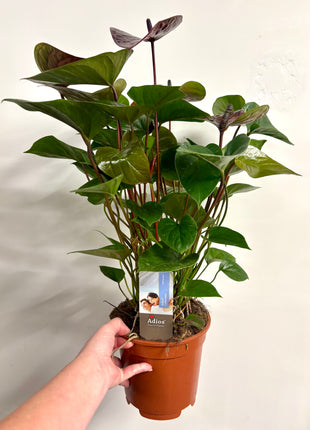 Anthurium Adios Chocolate