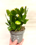 Schlumbergera