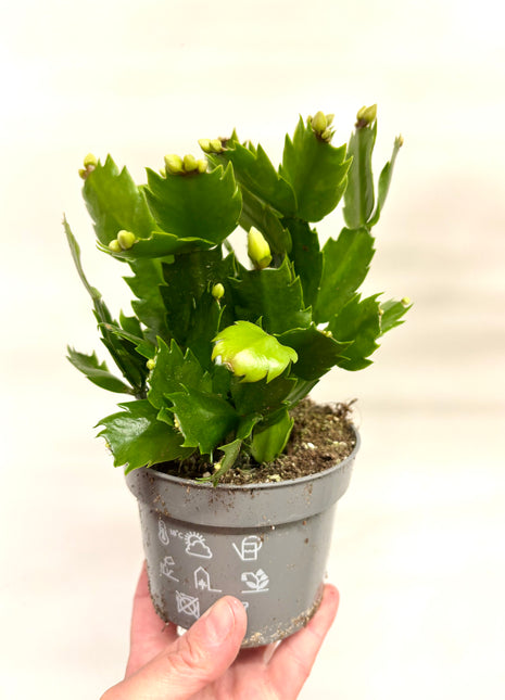Schlumbergera