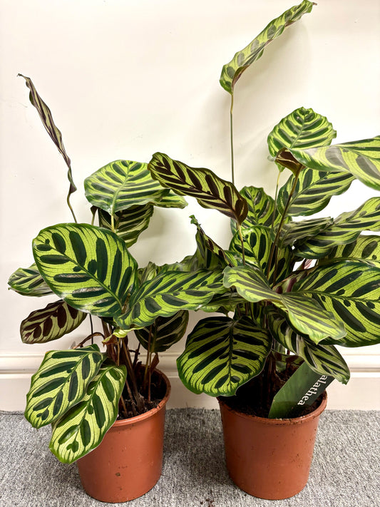 Calathea Makoyana