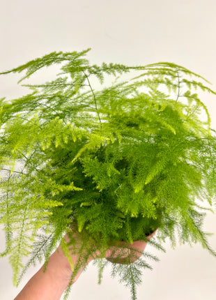 Asparagus Setaceus