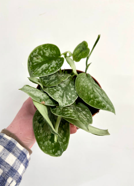 Scindapsus Silvery Ann