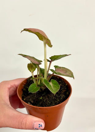 Syngonium Pink Perfection