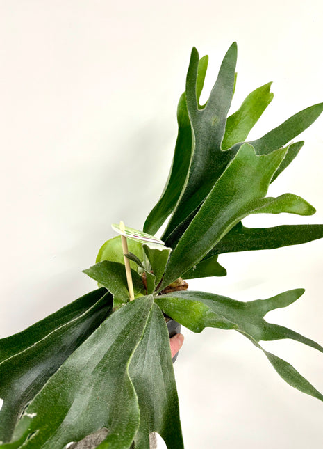 Platycerium / Staghorn Fern