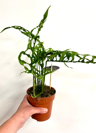 Monstera Oblique Peru