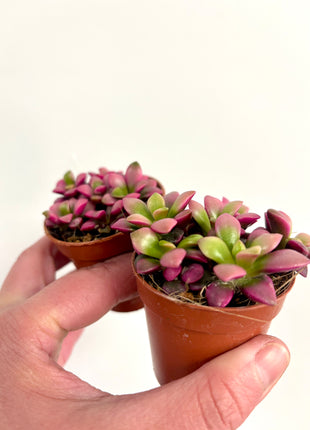 Mini Anacampseros Sunrise