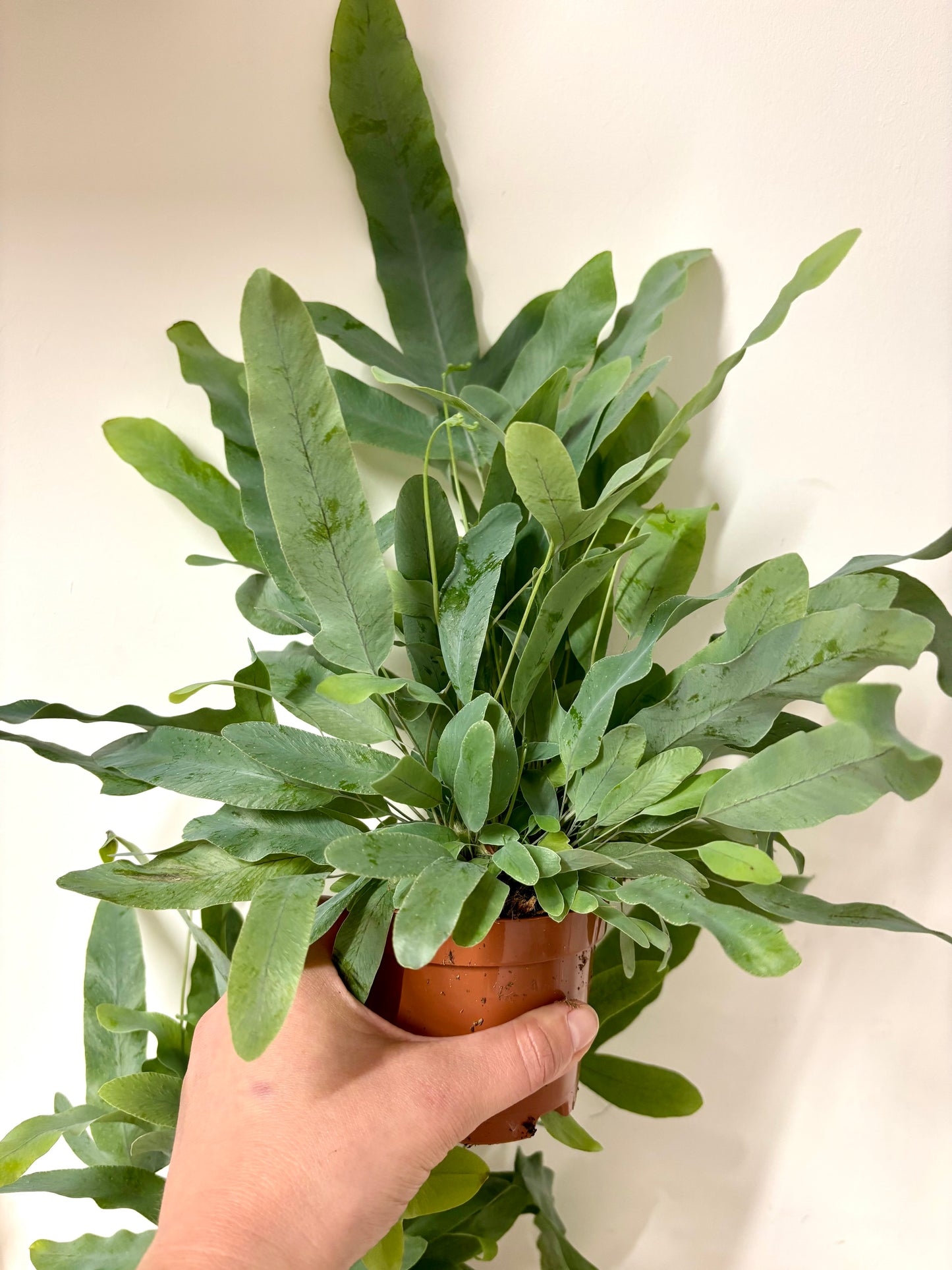Phlebodium Blue Star