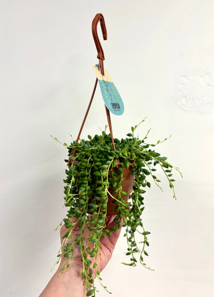 Senecio Herreianus/Tears