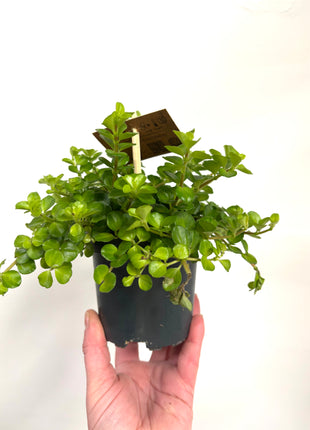Peperomia Rotundifolia