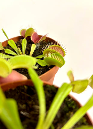Venus flytrap/Dionaea Muscipula