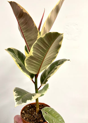 Ficus Tineke
