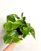 Epipremnum Aureum