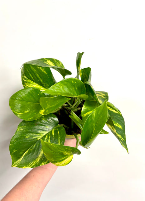 Epipremnum Aureum