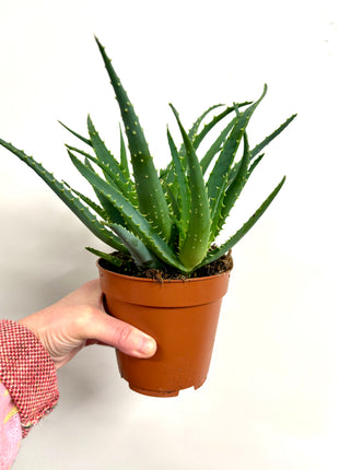 Aloe Arborescens